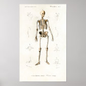 Vintages Skelettdiagramm zur menschlichen Anatomie Poster (Vorne)