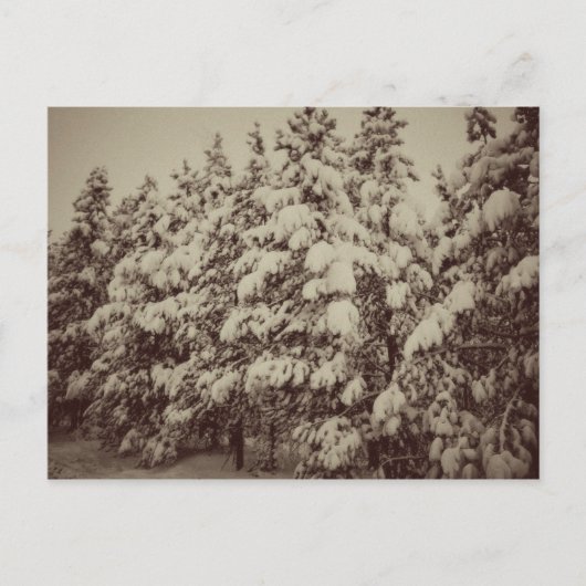 Vintages Snowscape, Conifer, CO Postkarte (Vorderseite)