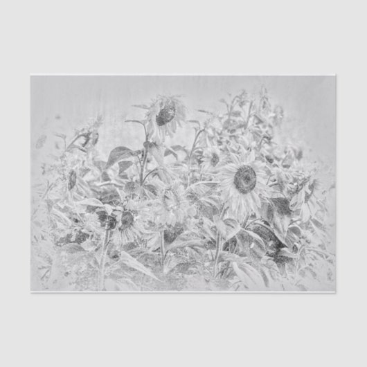 Vintages Sonnenblumenfeld schwarz und weiß gestört Seidenpapier (Vorderseite)
