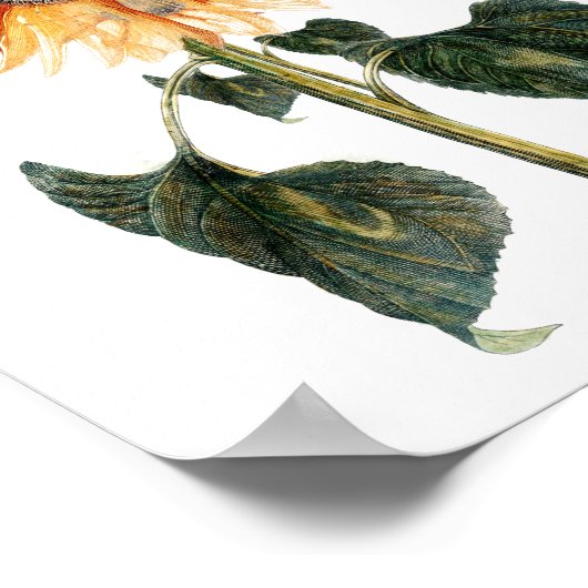 Vintages Sonnenblumenposter Poster (Ecke)