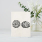 Vintages Spiny Sea Urchin Antike Vorlage Postkarte (Stehend Vorderseite)