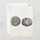 Vintages Spiny Sea Urchin Antike Vorlage Postkarte (Vorne/Hinten)