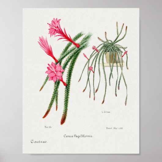 Vintages Sukkulent Illustrations-Poster Poster (Vorne)