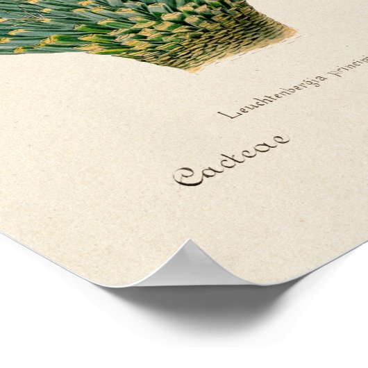 Vintages Sukkulent Illustrations-Poster Poster (Ecke)