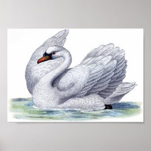 Vintages Swan Schwimmposter Poster