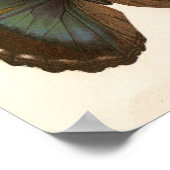 Vintages Tierinsekt-Butterfly-Spektrogramm Poster (Ecke)