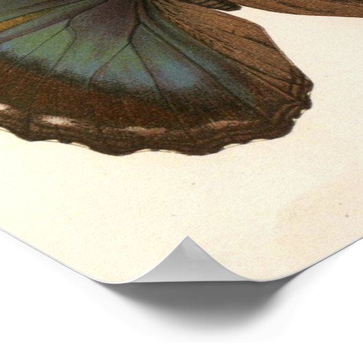 Vintages Tierinsekt-Butterfly-Spektrogramm Poster (Ecke)