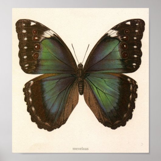 Vintages Tierinsekt-Butterfly-Spektrogramm Poster (Vorne)