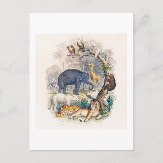 VINTAGES TIERKÖNIGREICH ILLUSTRATION POSTCARD POSTKARTE (Vorderseite)