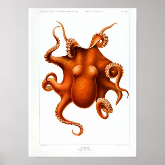 Vintages Tierposter - Octopus Poster (Vorne)