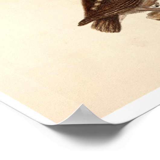 Vintages Tierposter - Schale Poster (Ecke)