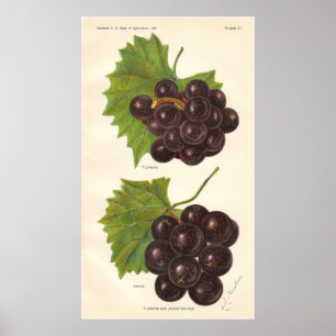 Vintages Trauben-Plakat Poster