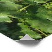 Vintages Traubenposter Poster (Ecke)