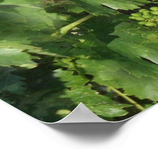 Vintages Traubenposter Poster (Ecke)