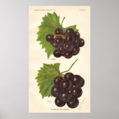 Vintages Traubenposter Poster (Vorne)