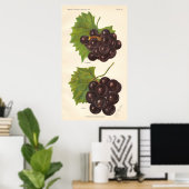 Vintages Traubenposter Poster (Heimbüro)