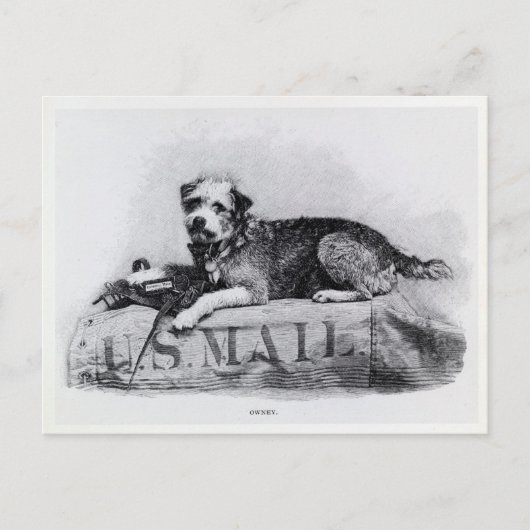 Vintages U.S. Mail Dog Foto Postkarte (Vorderseite)