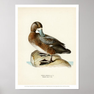 Vintages Vogel-Plakat - größere Bergente Poster