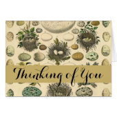 Vintages Vogeleier Nest Malereieier (Vorderseite (Horizontal))