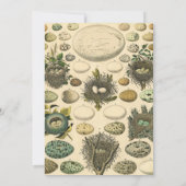 Vintages Vogeleier Nest Malereieier Einladung (Rückseite)