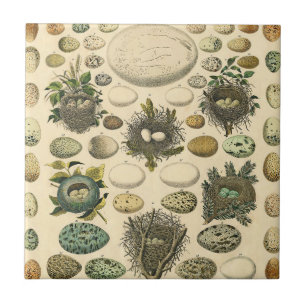 Vintages Vogeleier Nest Malereieier Fliese