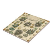 Vintages Vogeleier Nest Malereieier Fliese (Seite)