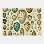 Vintages Vogeleier Nest Malereieier Geschenkpapier Set (Vorderseite 3)