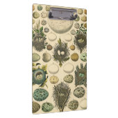 Vintages Vogeleier Nest Malereieier Klemmbrett (Rechts)