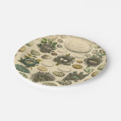 Vintages Vogeleier Nest Malereieier Pappteller (Schrägansicht)