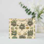 Vintages Vogeleier Nest Malereieier Postkarte (Stehend Vorderseite)