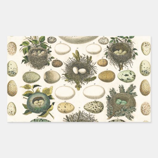 Vintages Vogeleier Nest Malereieier Rechteckiger Aufkleber (Vorderseite)