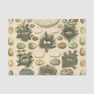 Vintages Vogeleier Nest Malereieier Seidenpapier