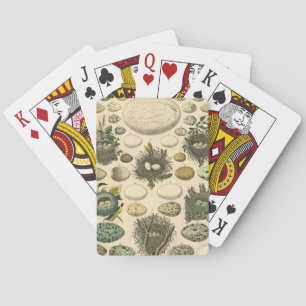 Vintages Vogeleier Nest Malereieier Spielkarten