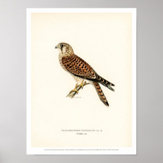 Vintages Vogelgeplänkel Poster