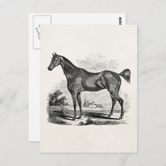 Vintages Vollblutpferd Reittier Personalisiert Postkarte (Vorne/Hinten)