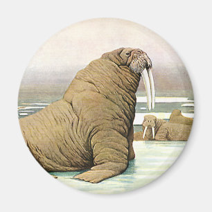 Vintages Walroß auf Eisberg in den arktischen, Magnet