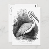 Vintages Weißpelikan Postkarte (Vorne/Hinten)