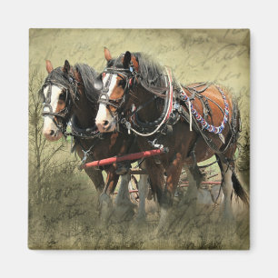 Vintages Wetter Clydesdale Postkarte Magnet