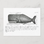 Vintages Whaldesign Postkarte<br><div class="desc">Vintages Whaldesign</div>