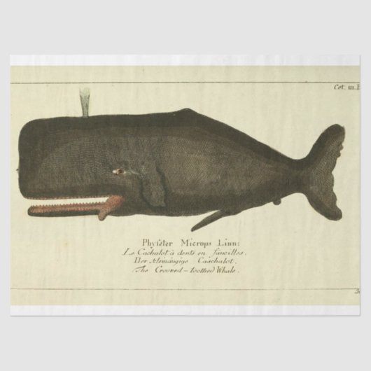 Vintages Whale Script Ephemera Decoupage Nautic Seidenpapier (Vorderseite)