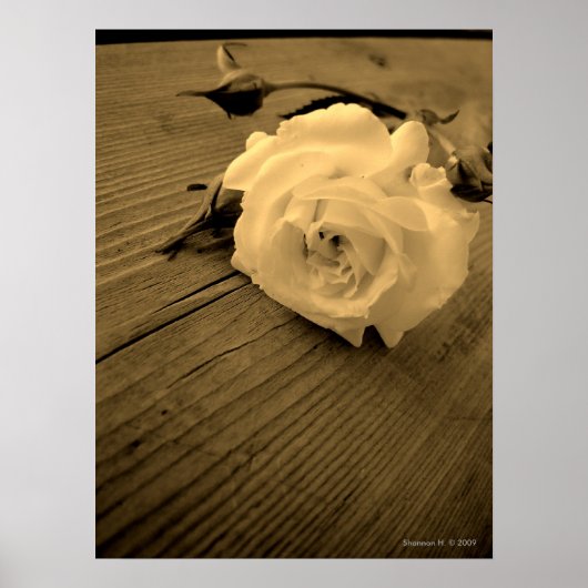 Vintages White Rose Sepia Poster (Vorne)