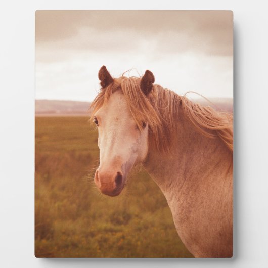 Vintages Wildpferd Fotoplatte (Vorderseite)