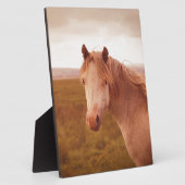 Vintages Wildpferd Fotoplatte (Seite)