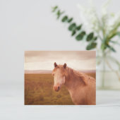 Vintages Wildpferd Postkarte (Stehend Vorderseite)