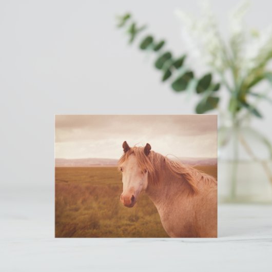 Vintages Wildpferd Postkarte (Stehend Vorderseite)