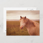 Vintages Wildpferd Postkarte (Vorne/Hinten)