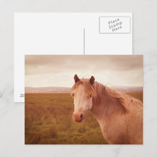 Vintages Wildpferd Postkarte (Vorne/Hinten)