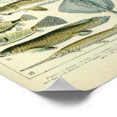 Vintages wissenschaftliches Plakat für Meerestiere (Ecke)