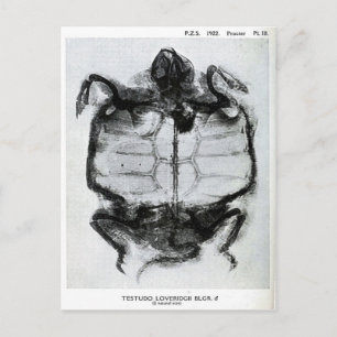 Vintages X-Ray der Schildkröte Postkarte