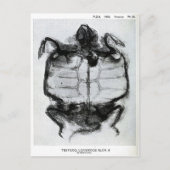 Vintages X-Ray der Schildkröte Postkarte (Vorderseite)